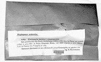 Varicellaria lactea image